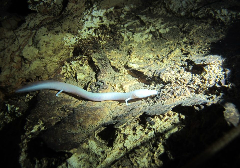 Monitoring and Exploration of the Olm (Proteus): Our Cave Diving Research