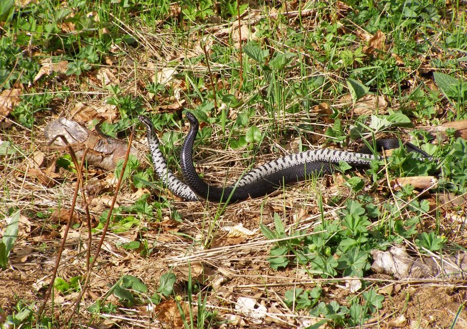 Who is the Viper here?