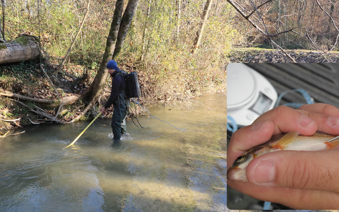 Tagging Hope: A Decade of Protecting Croatia’s Last Telestes souffia in the Bregana River