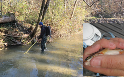 Tagging Hope: A Decade of Protecting Croatia’s Last Telestes souffia in the Bregana River
