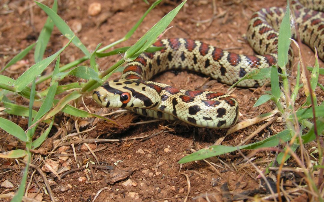 The Elusiveness Fallacy – how to monitor species that prefer to stay hidden