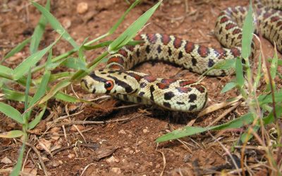 The Elusiveness Fallacy – how to monitor species that prefer to stay hidden