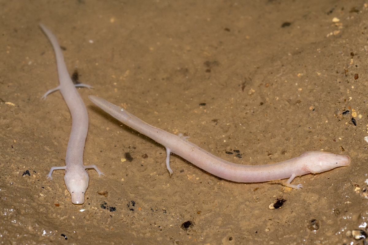 Proteus_bosniensis_Suvaja_BiH_Daniel_Jablonski