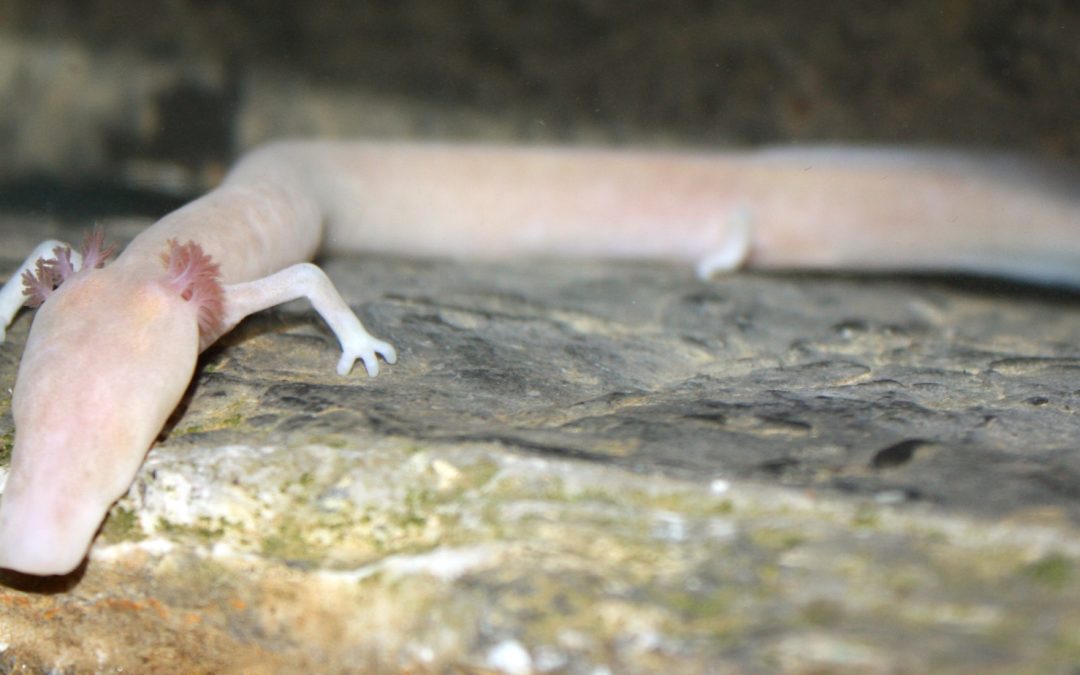 Europe’s Cave Dragon Revealed: Nine Species of Proteus Hidden Beneath the Dinaric Karst
