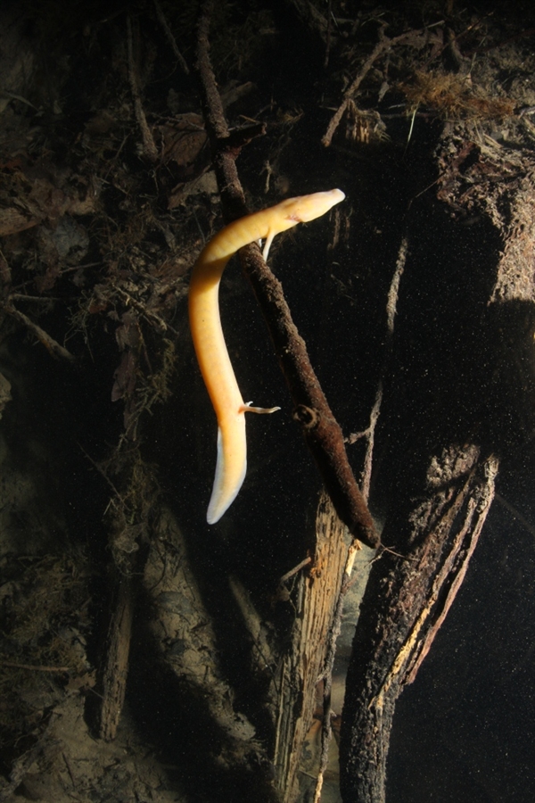 Proteus_croaticus_Rupecica_HR_Kovač Konrad_2
